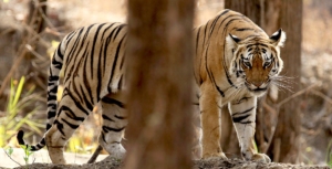 Re-Discovering the Lost Kingdom of Mowgli